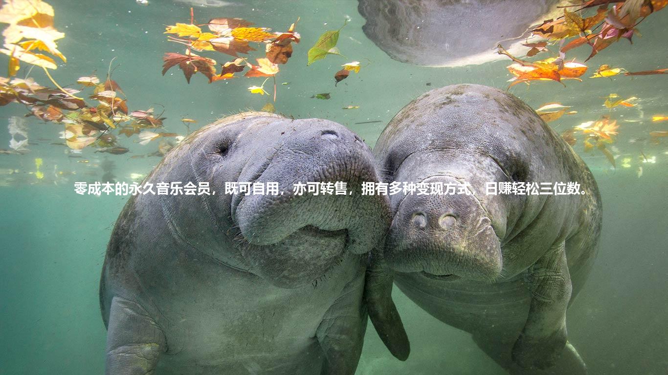 零成本的永久音乐会员，既可自用，亦可转售，拥有多种变现方式，日赚轻松三位数。