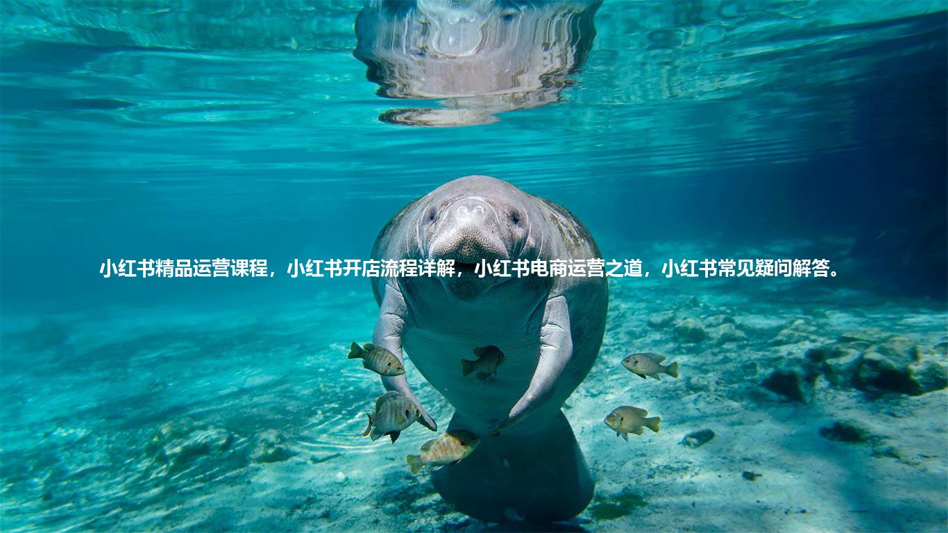 小红书精品运营课程，小红书开店流程详解，小红书电商运营之道，小红书常见疑问解答。