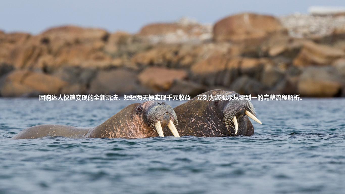 团购达人快速变现的全新玩法，短短两天便实现千元收益，立刻为您揭示从零到一的完整流程解析。