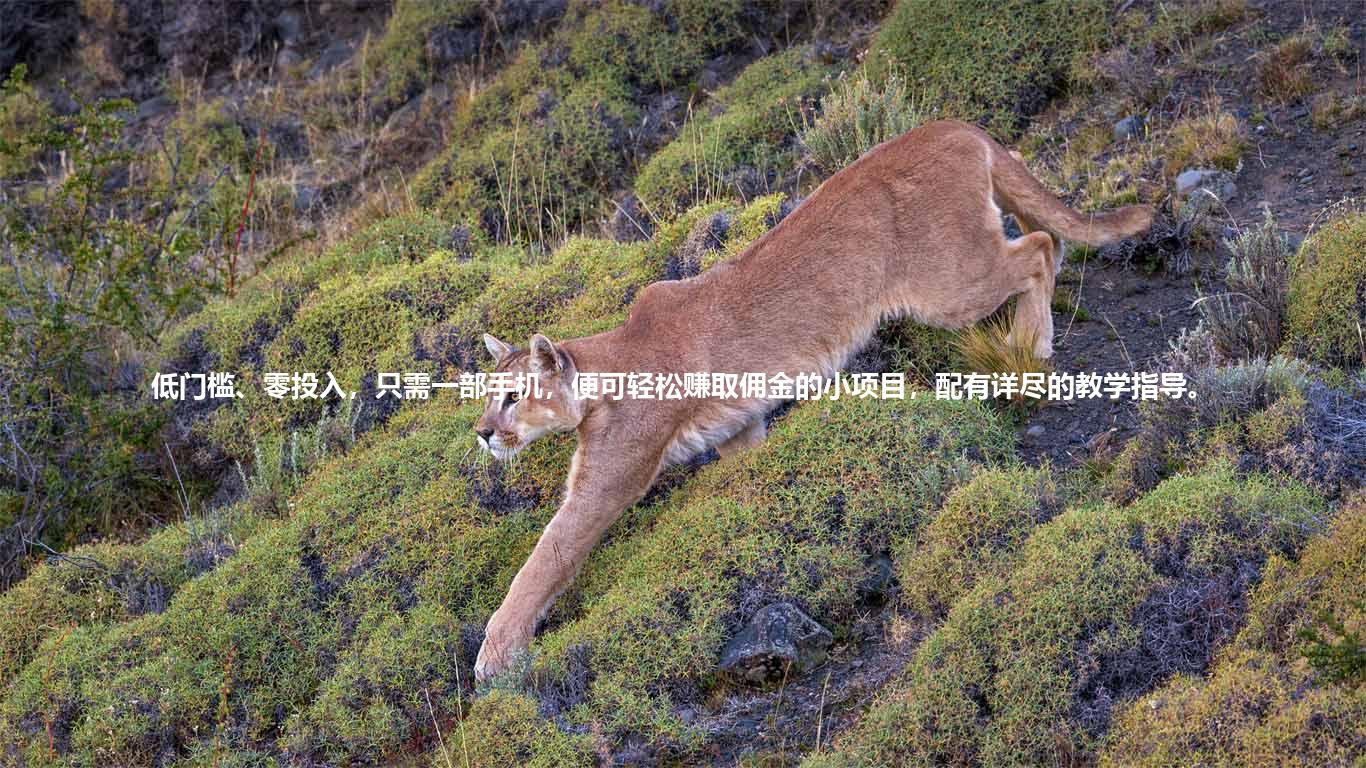 低门槛、零投入，只需一部手机，便可轻松赚取佣金的小项目，配有详尽的教学指导。