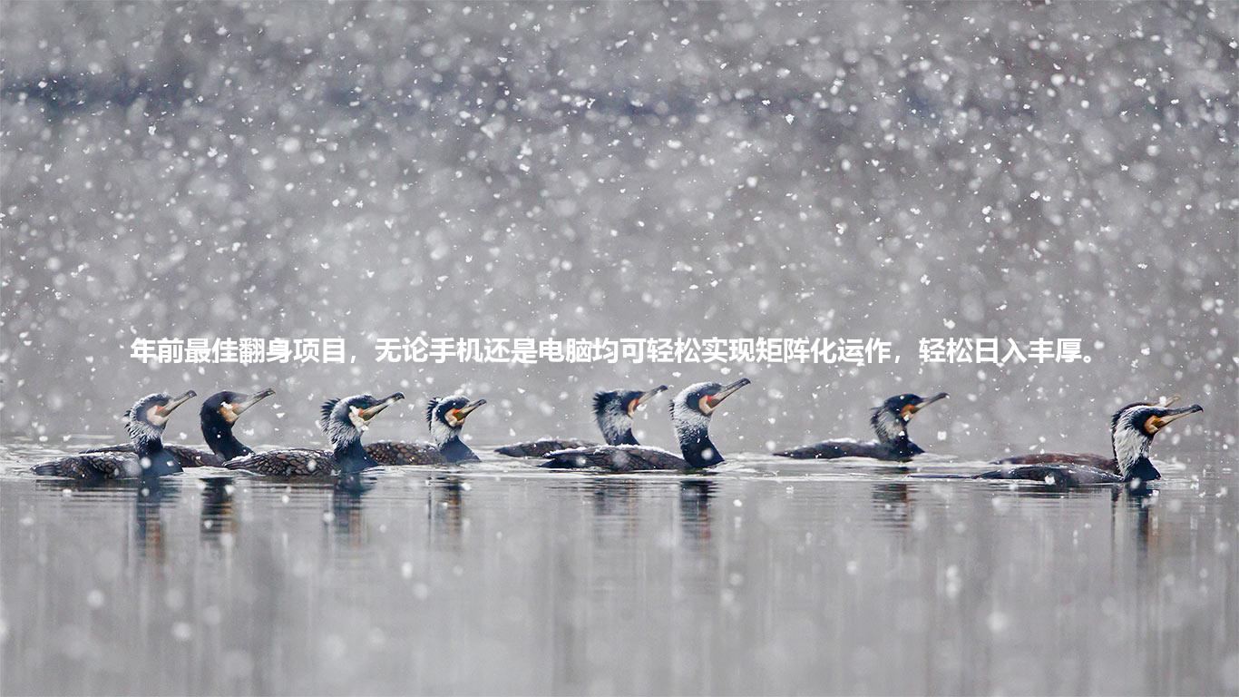 年前最佳翻身项目，无论手机还是电脑均可轻松实现矩阵化运作，轻松日入丰厚。