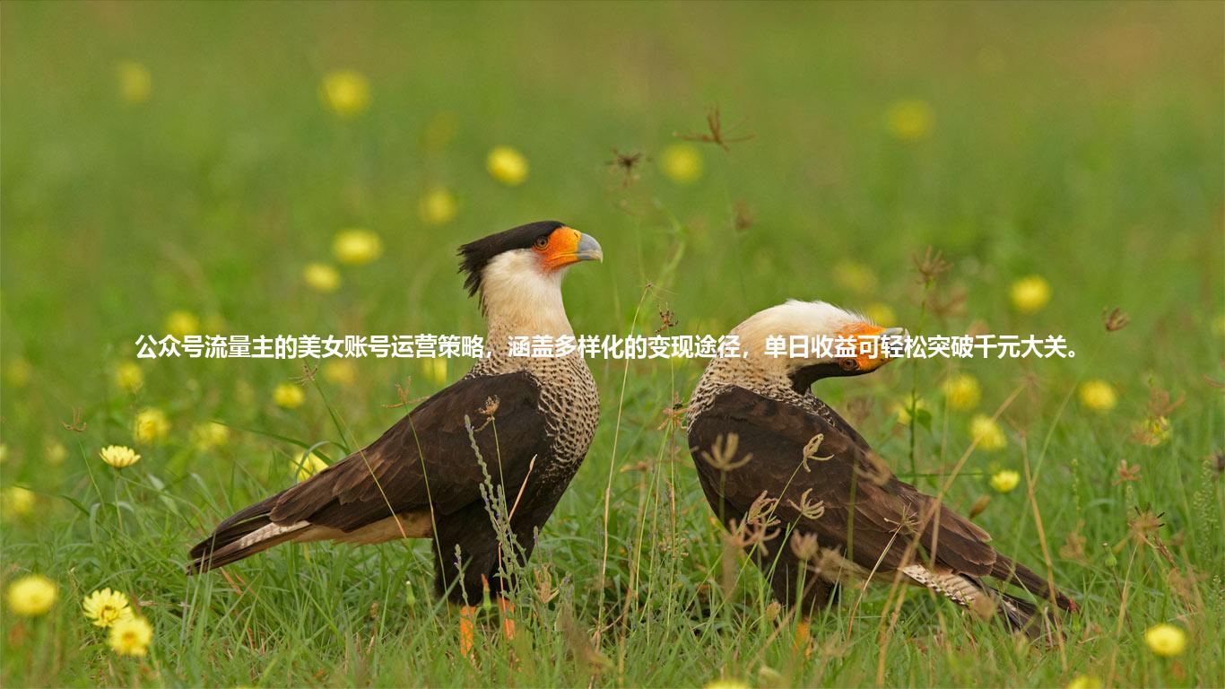 公众号流量主的美女账号运营策略，涵盖多样化的变现途径，单日收益可轻松突破千元大关。