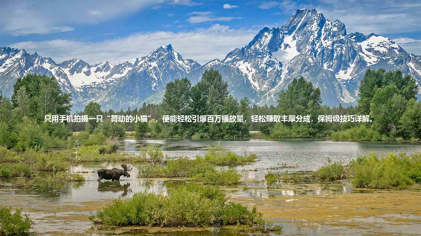 只用手机拍摄一只“舞动的小猫”，便能轻松引爆百万播放量，轻松赚取丰厚分成，保姆级技巧详解。