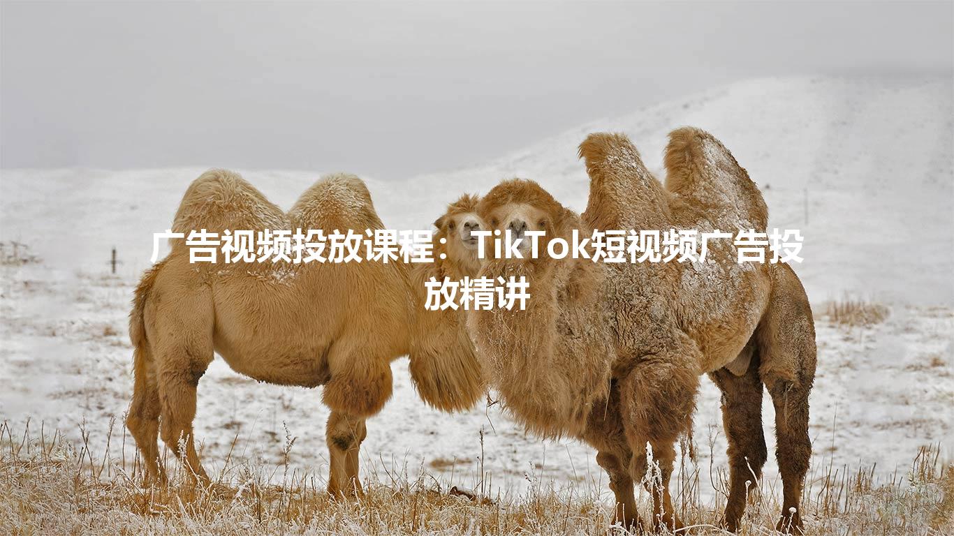 广告视频投放课程:TikTok短视频广告投放精讲