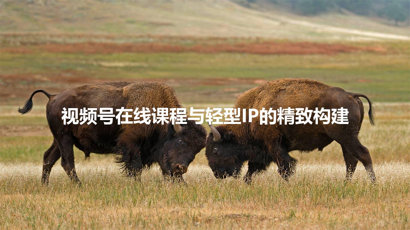 视频号在线课程与轻型IP的精致构建