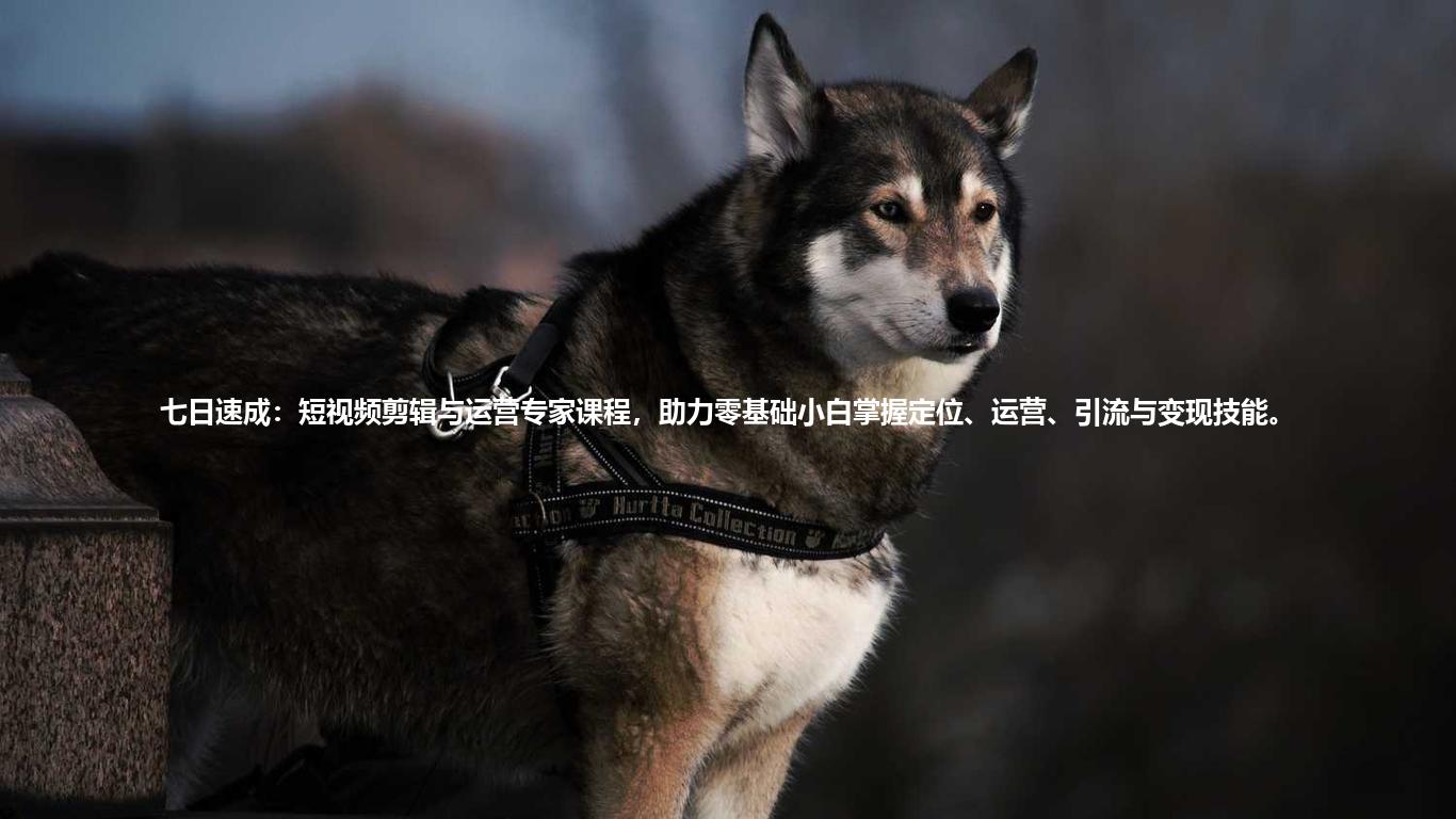七日速成:短视频剪辑与运营专家课程,助力零基础小白掌握定位、运营、引流与变现技能。